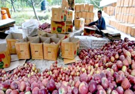 प्रदेश में सेब सीजन शुरू होने से पहले बागवान परिवारों को झटका, सेब कार्टन के दाम 5 से 10 रूपए तक बढ़े 