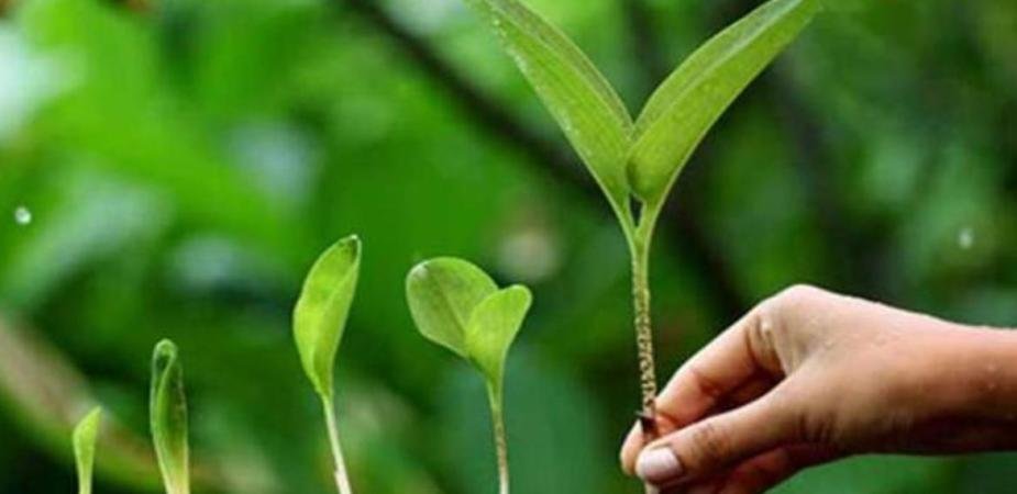 वर्ष 2021-22 में प्रदेश में रोपित किए जाएंगे एक करोड़ पौधे